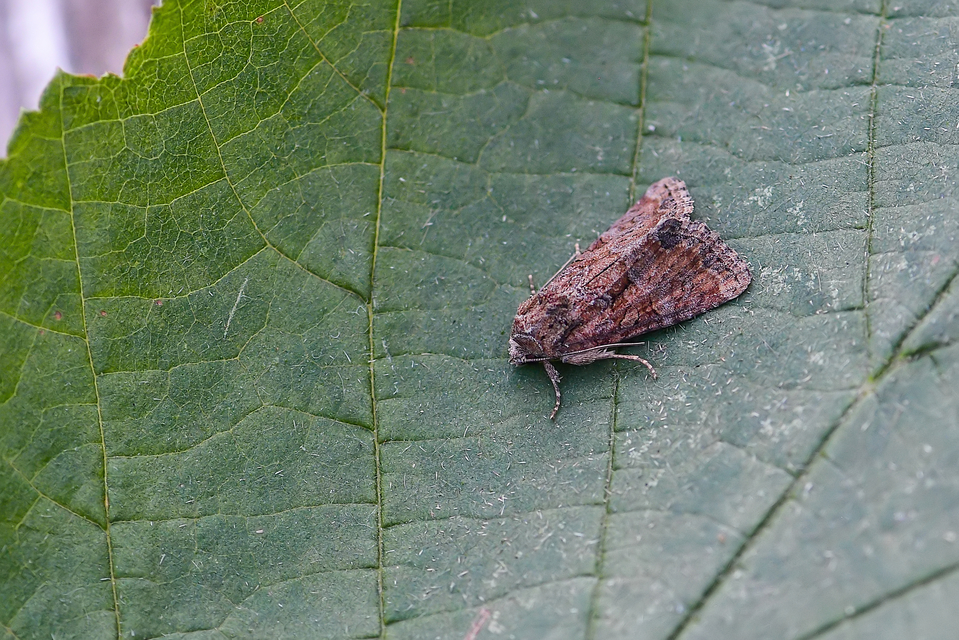 Mesoligia furuncula - kétszínű dudvabagoly