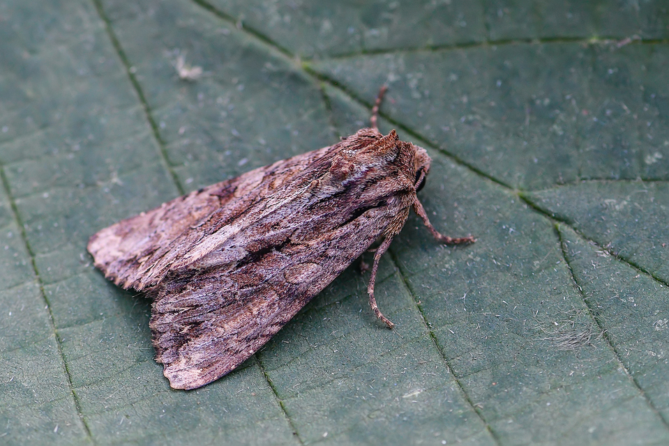Apamea monoglypha - nagy dudvabagoly