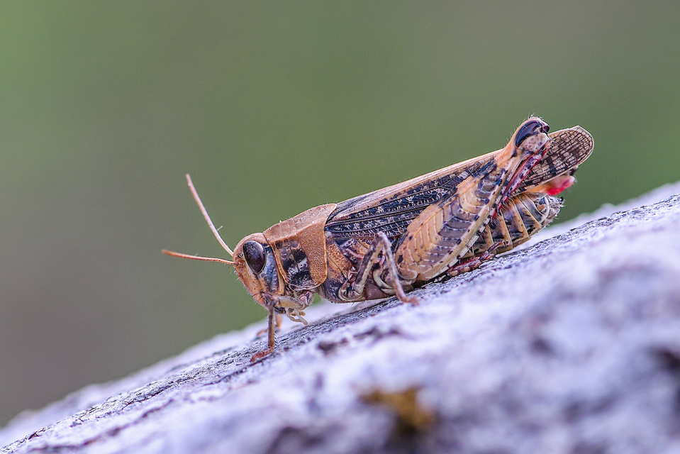 Calliptamus italicus - olaszsáska
