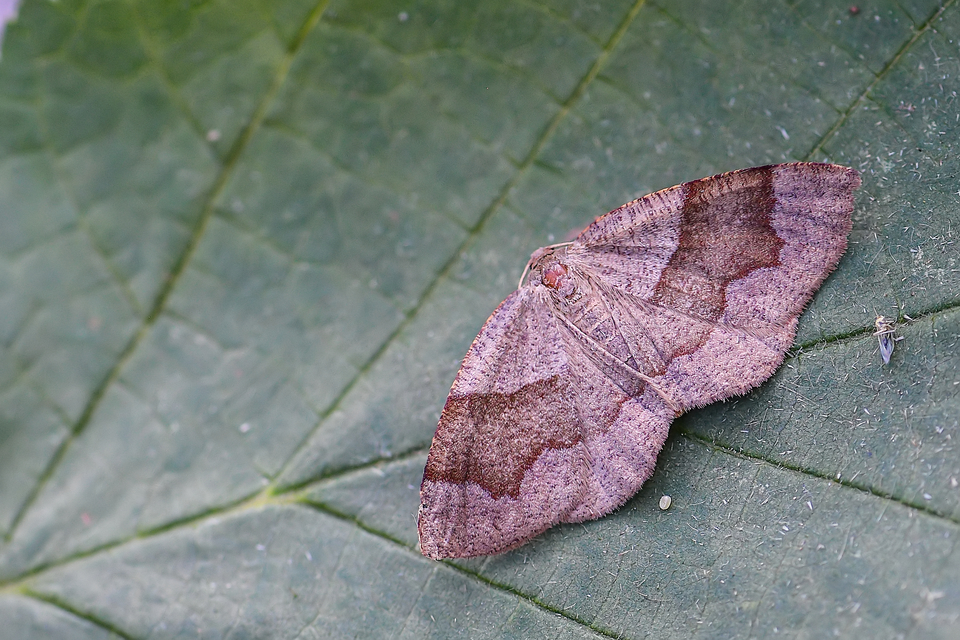 Plagodis pulveraria - szemcsés araszoló