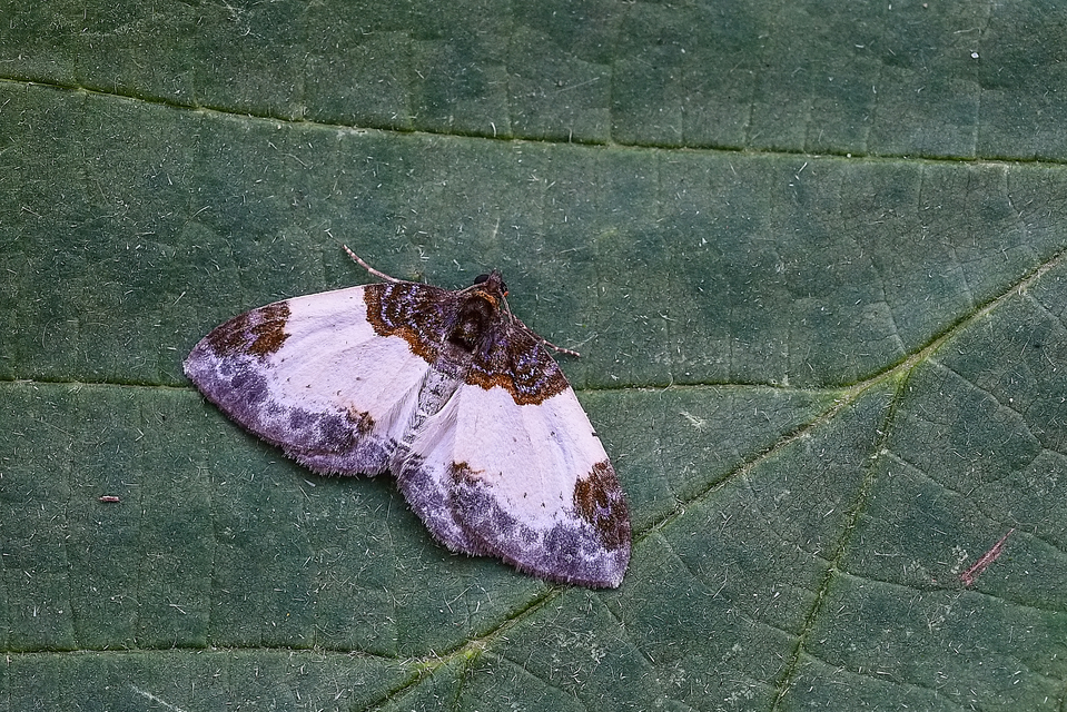 Mesoleuca albicillata - tarka fűzfaaraszoló