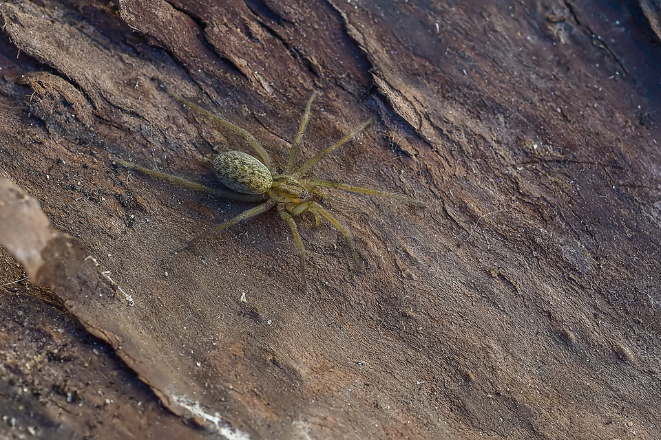 Eratigena agrestis - réti zugpók