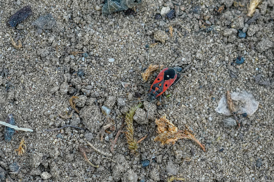Melanocoryphus tristrami