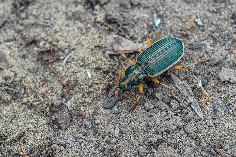 Chlaenius spoliatus - csupasz bűzfutó