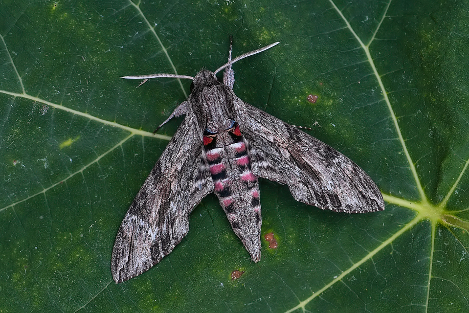 Agrius convolvuli - szulákszender