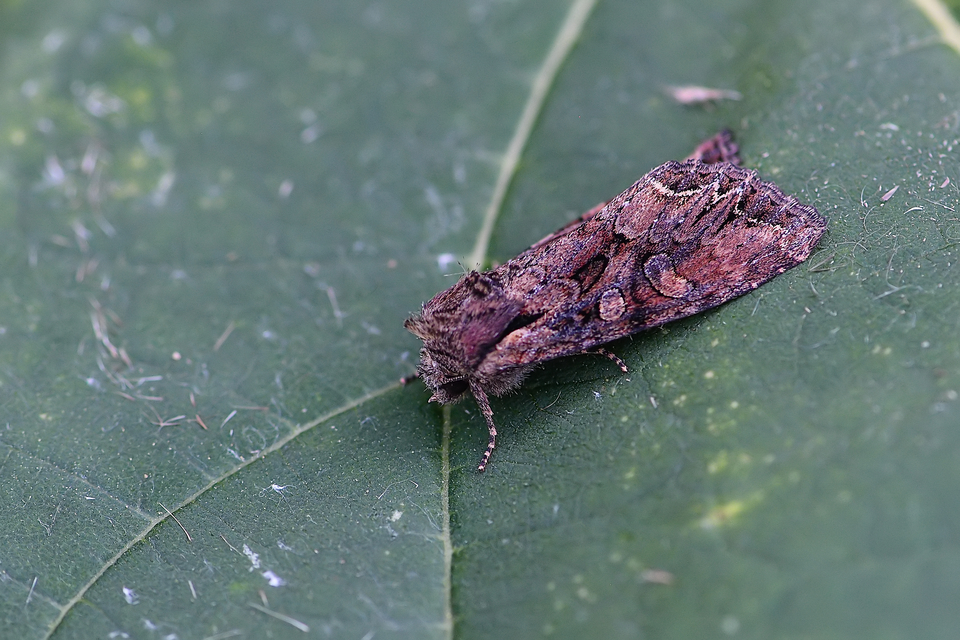 Lacanobia thalassina - borbolya-kertibagoly