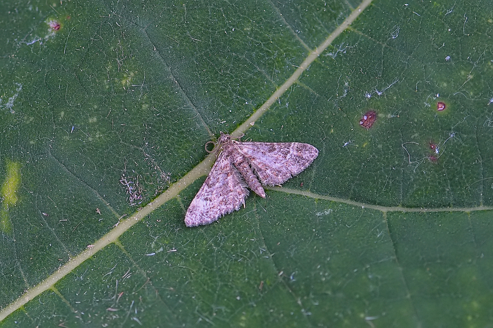 Gymnoscelis rufifasciata - vöröscsíkos törpearaszoló