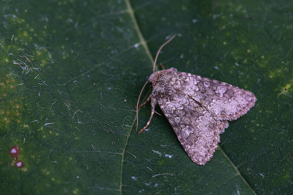 Hecatera dysodea - parajbagoly