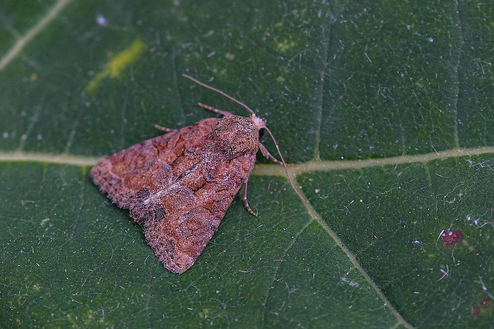 Mesoligia furuncula - kétszínű dudvabagoly