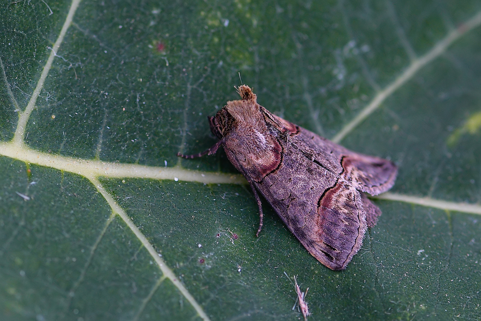 Abrostola triplasia - közönséges csalánbagoly