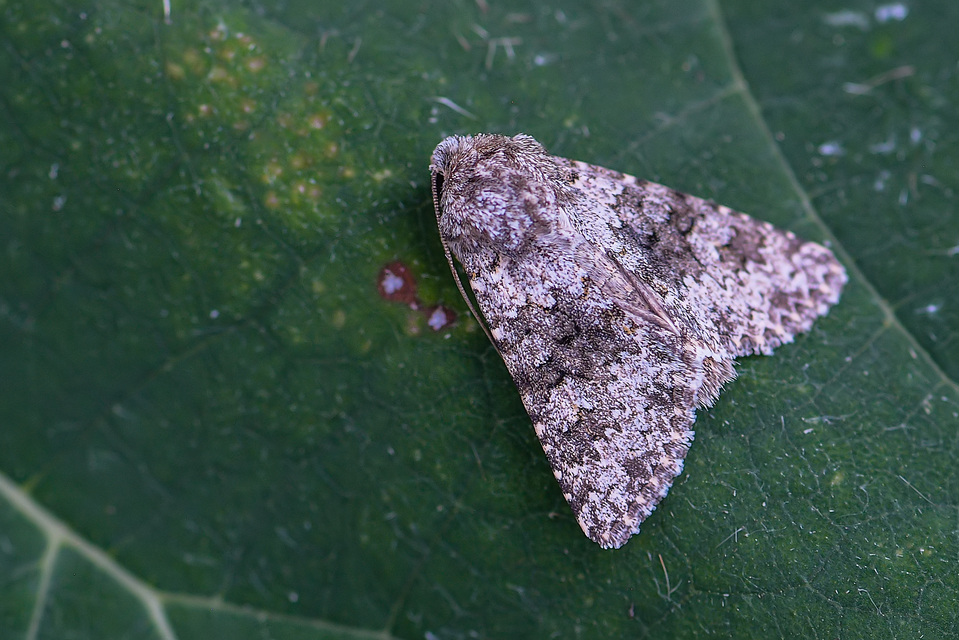 Hecatera dysodea - parajbagoly