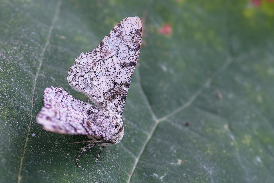 Biston betularia - szürkepettyes araszoló