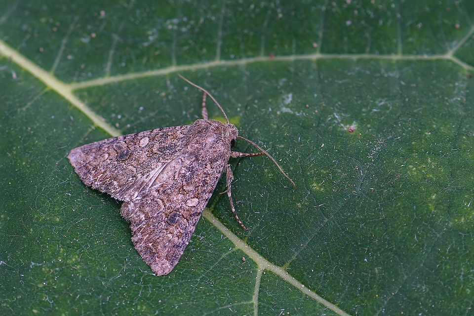 Hadula trifolii - lóherebagoly Hadula trifolii - lóherebagoly