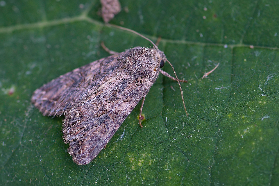 Hadula trifolii - lóherebagoly Hadula trifolii - lóherebagoly