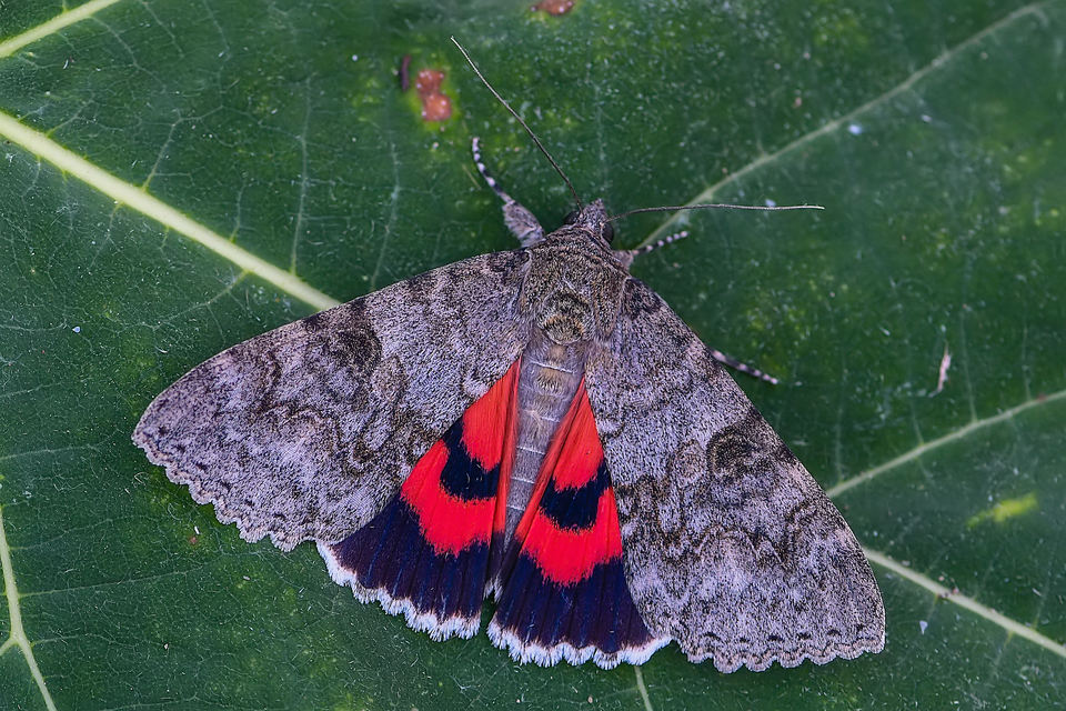 Catocala nupta - piros övesbagoly