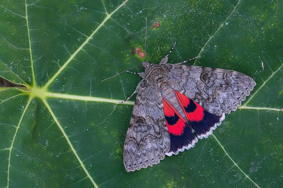 Catocala nupta - piros övesbagoly
