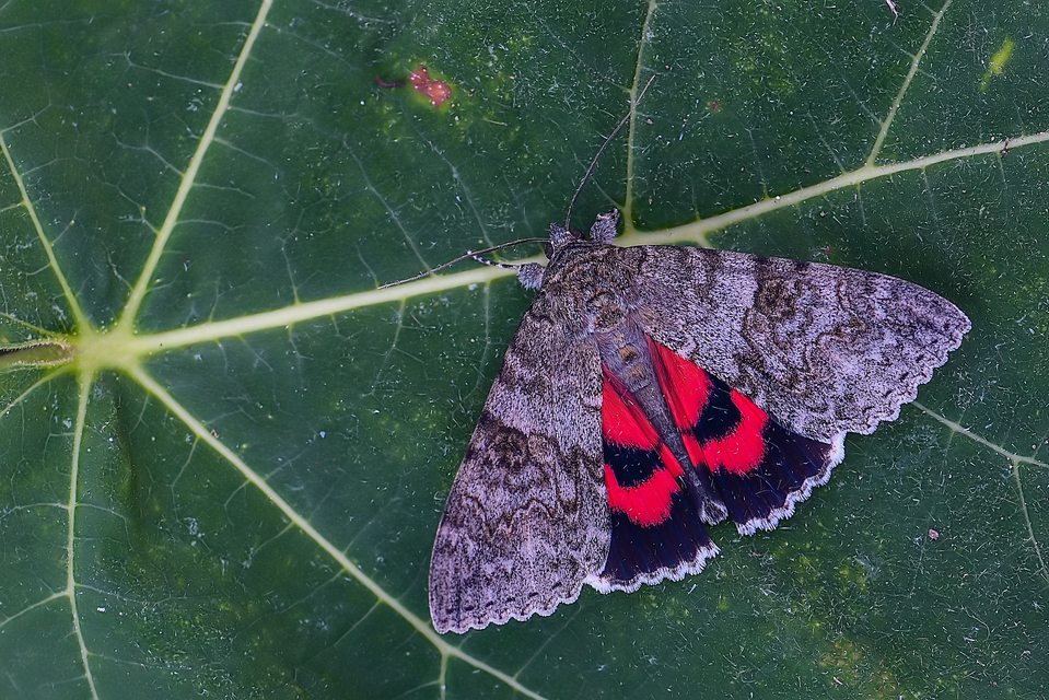 Catocala nupta - piros övesbagoly
