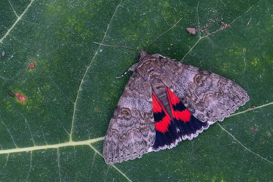 Catocala nupta - piros övesbagoly