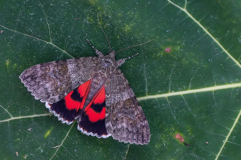 Catocala nupta - piros övesbagoly