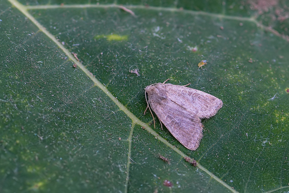 Parastichtis suspecta - sötét erdeibagoly