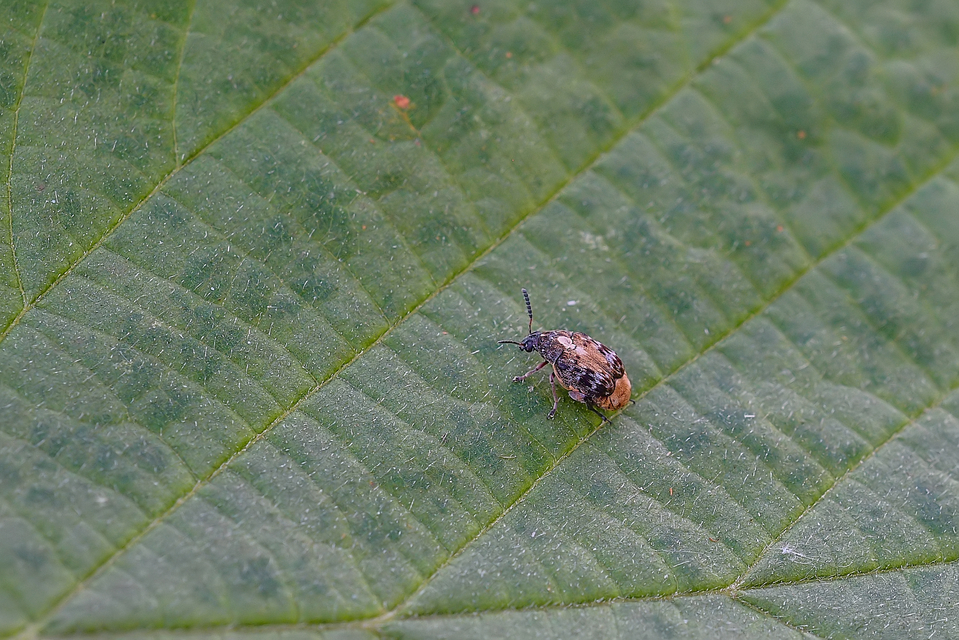 Megabruchidius dorsalis - foltoshátú lepényfazsizsik