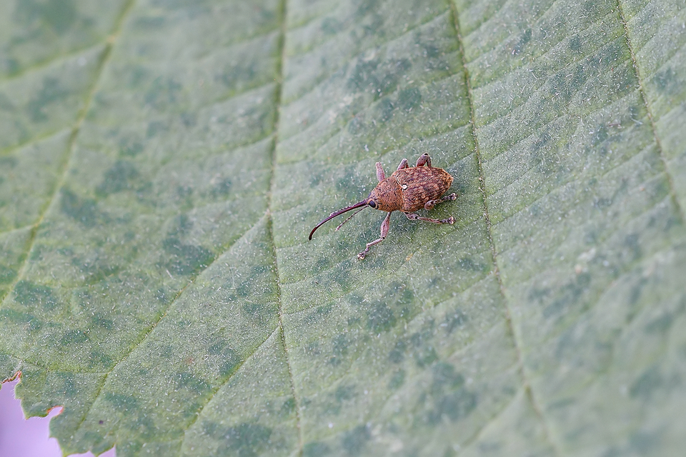 Curculio glandium - tölgymakkzsuzsóka