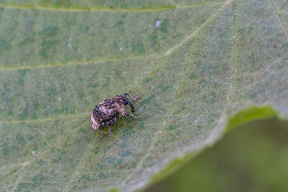 Cryptorhynchus lapathi - tarka fűzormányos
