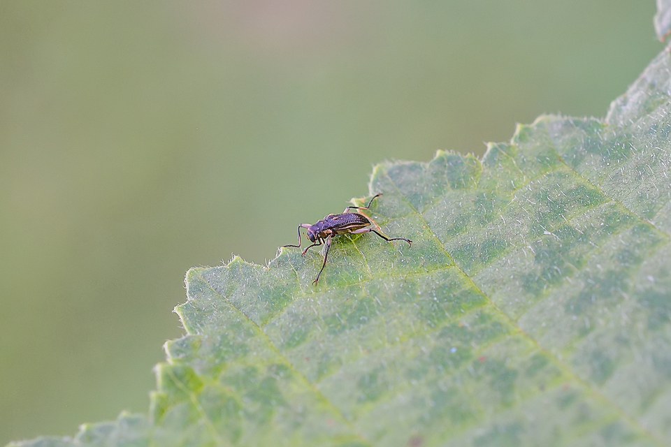 Macronychus quadrituberculatus - négypúpú karmosbogár