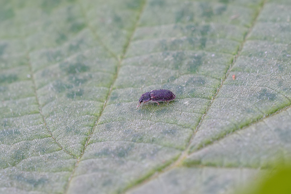 Colobicus hirtus - szegélyes héjbogár
