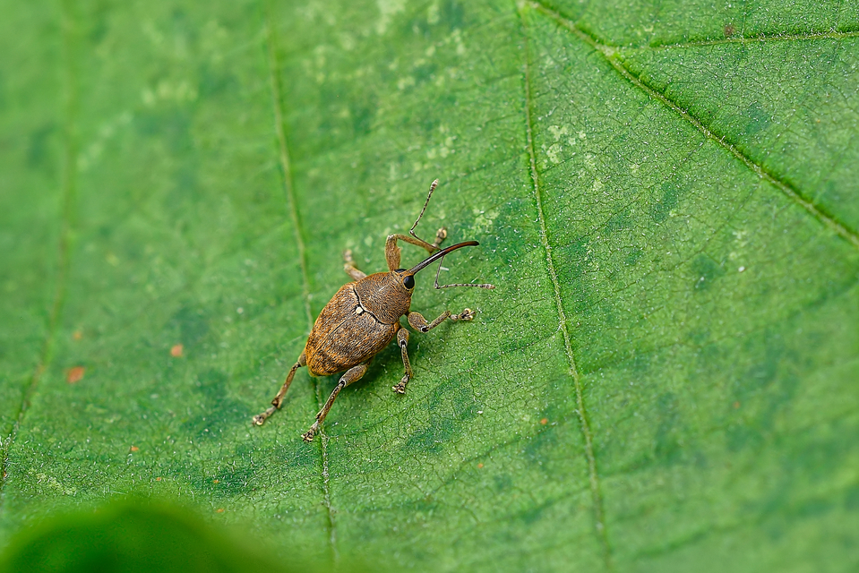 Curculio glandium - tölgymakkzsuzsóka