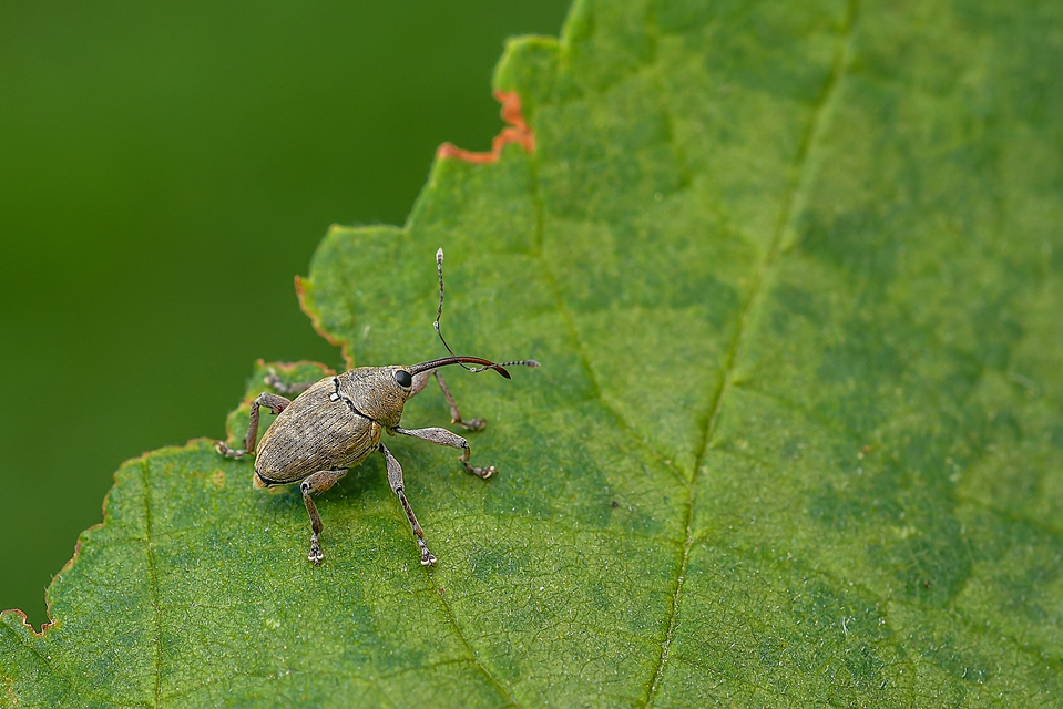 Curculio glandium - tölgymakkzsuzsóka