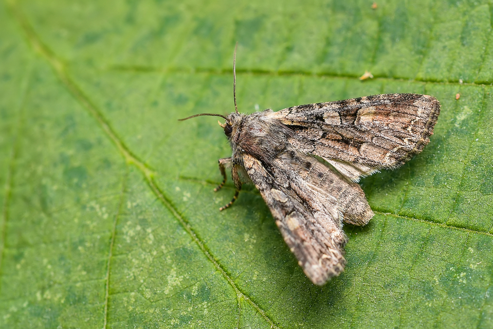 Lacanobia thalassina - borbolya-kertibagoly