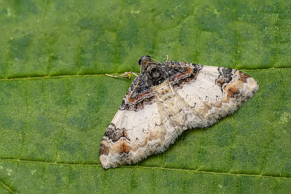 Catarhoe cuculata - csuklyás tarkaaraszoló