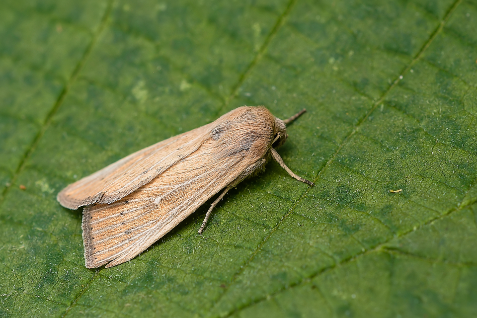 Leucania obsoleta - pontozott rétibagoly