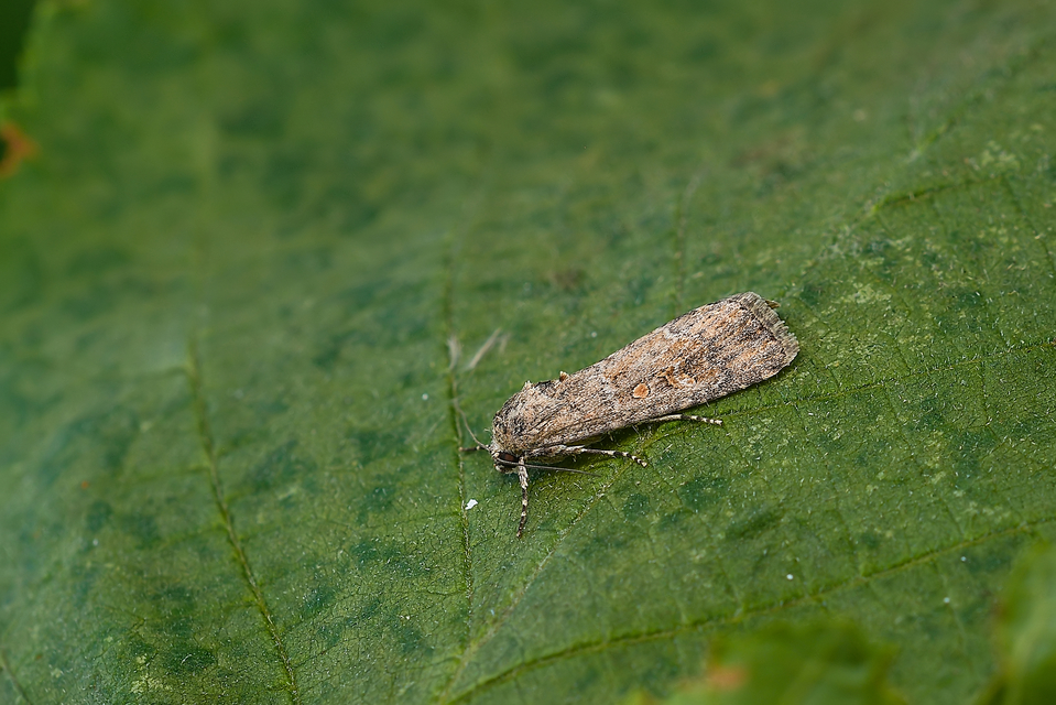 Spodoptera exigua - apró jegyesbagoly