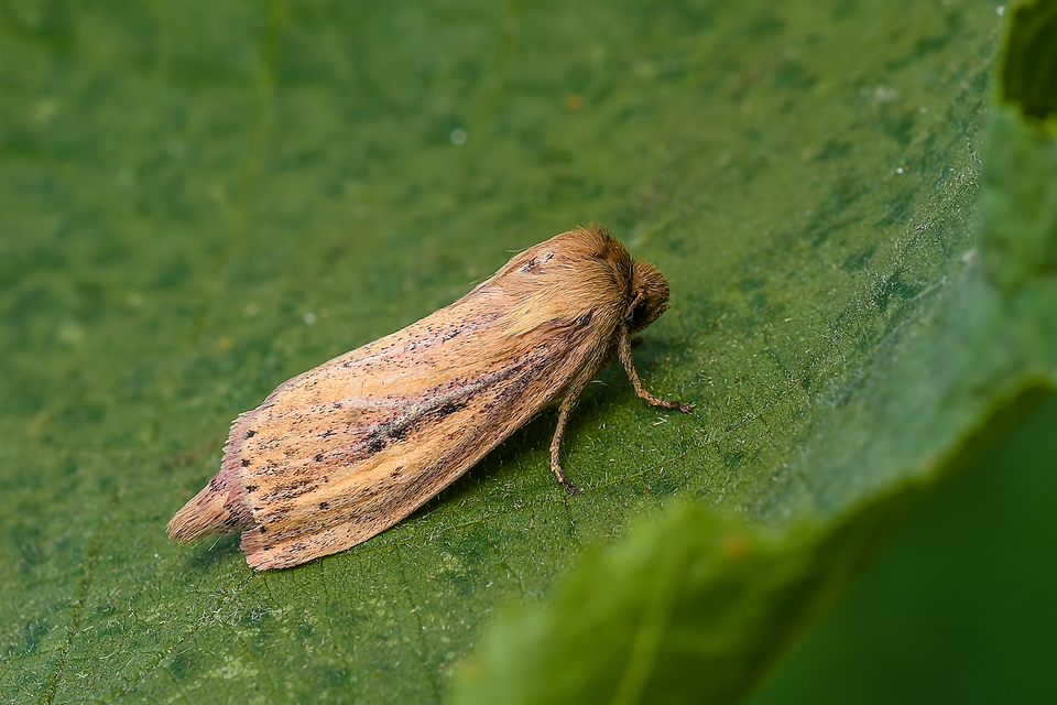 Globia sparganii - nagy nádibagoly