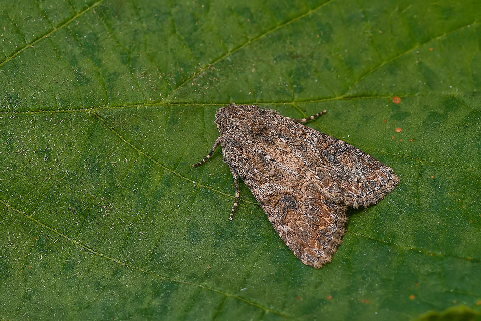 Hadula trifolii - lóherebagoly Hadula trifolii - lóherebagoly