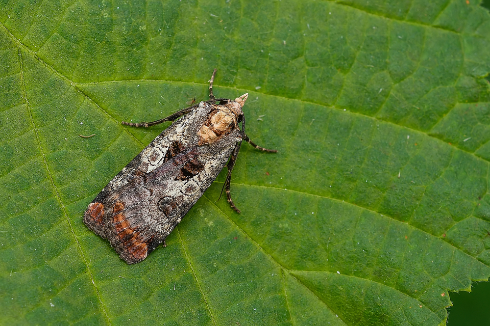 Epilecta linogrisea - karcsú sárgafűbagoly
