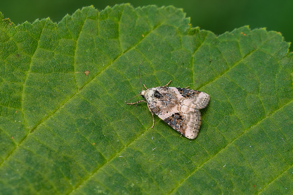 Pseudeustrotia candidula - fehéres apróbagoly