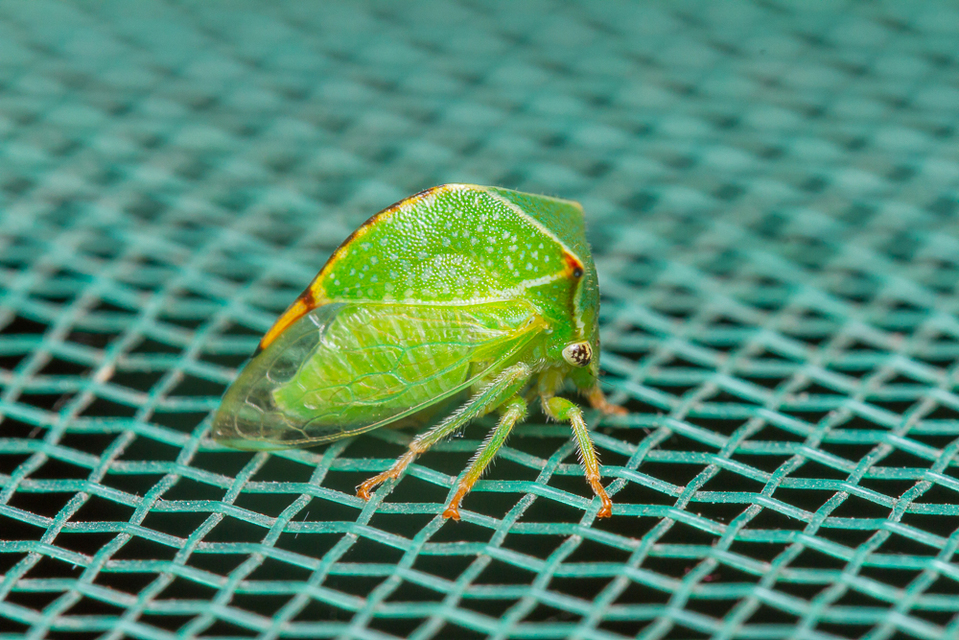 Stictocephala bisonia - bivalykabóca