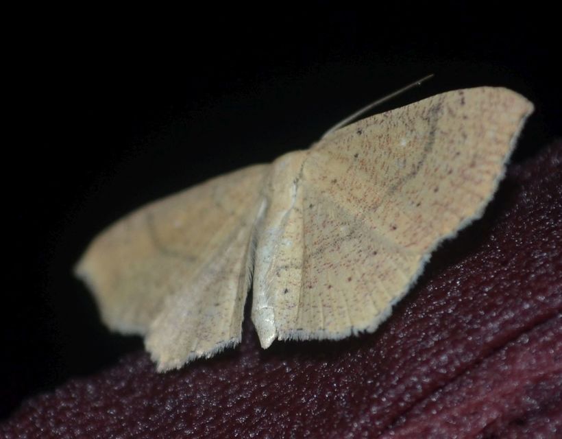 Cyclophora ruficiliaria - vörösrojtú pettyesaraszoló