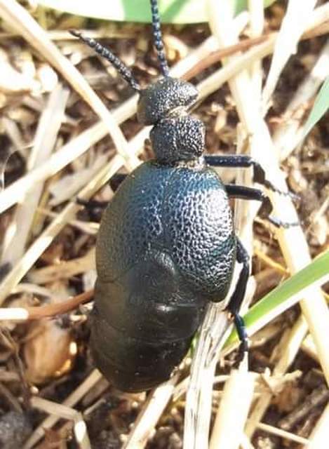 Meloe cicatricosus - óriásnünüke