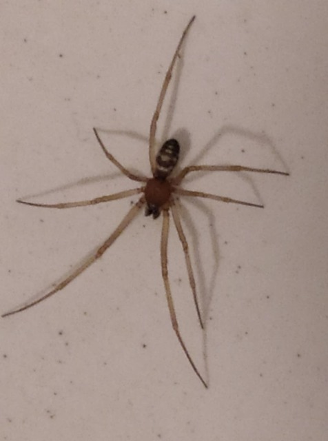 Steatoda grossa - nagy faggyúpók