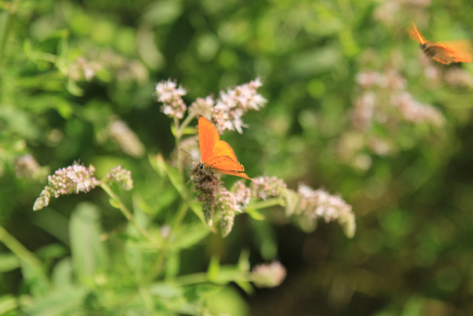 Lycaena virgaureae - arany-tűzlepke