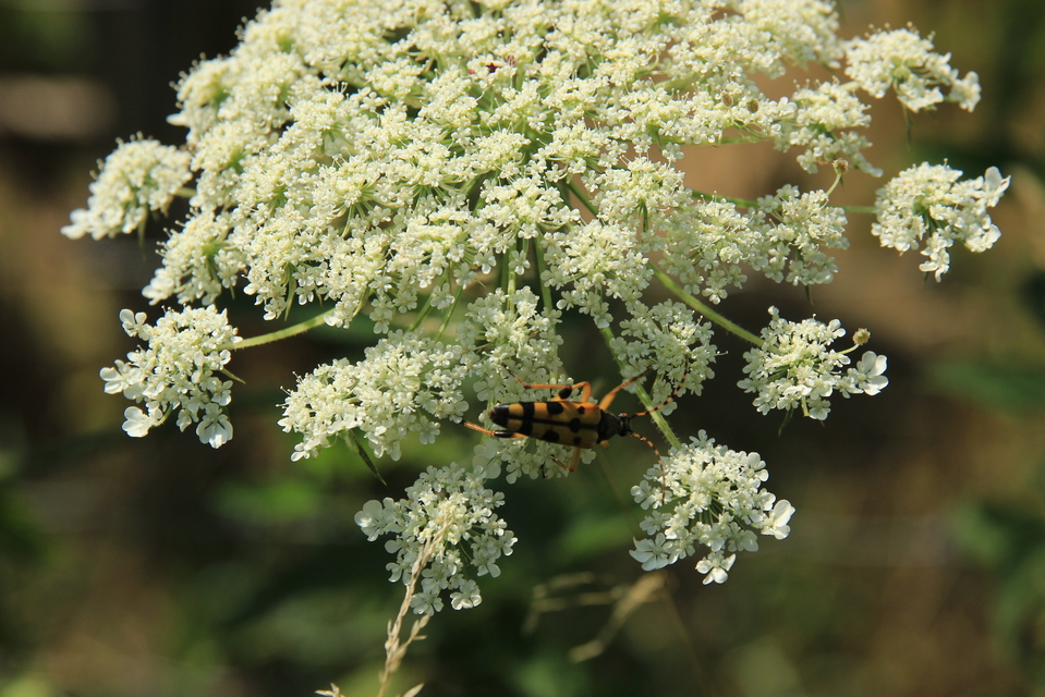 Rutpela maculata - tarkacsápú karcsúcincér
