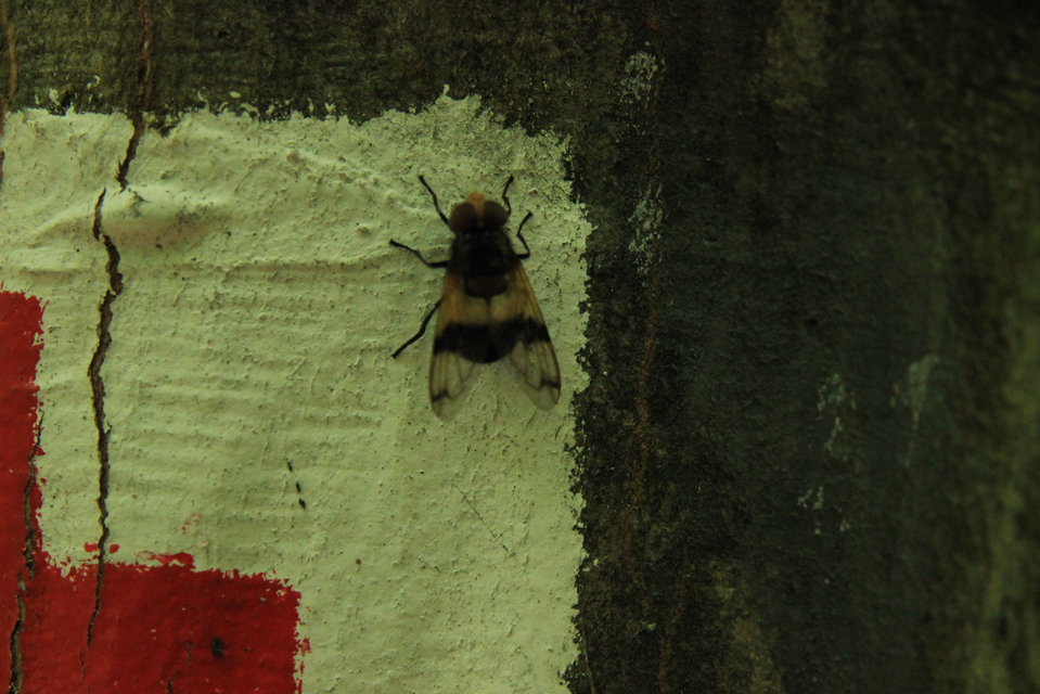 Volucella pellucens - üvegpotrohú pihelégy