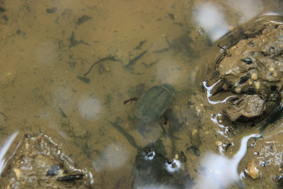Dytiscus marginalis - szegélyes csíkbogár