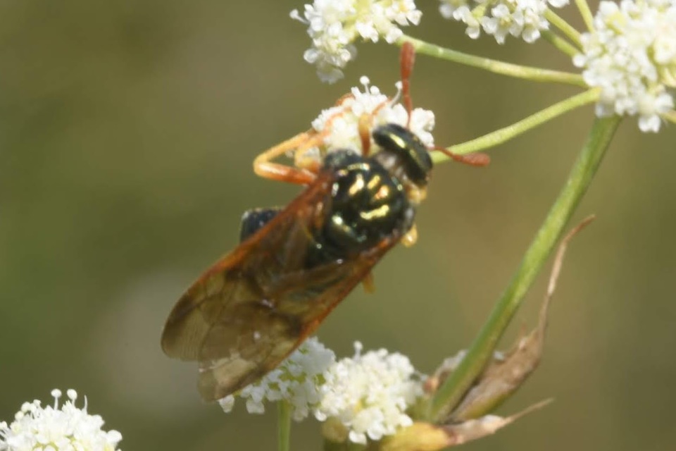 Abia nitens