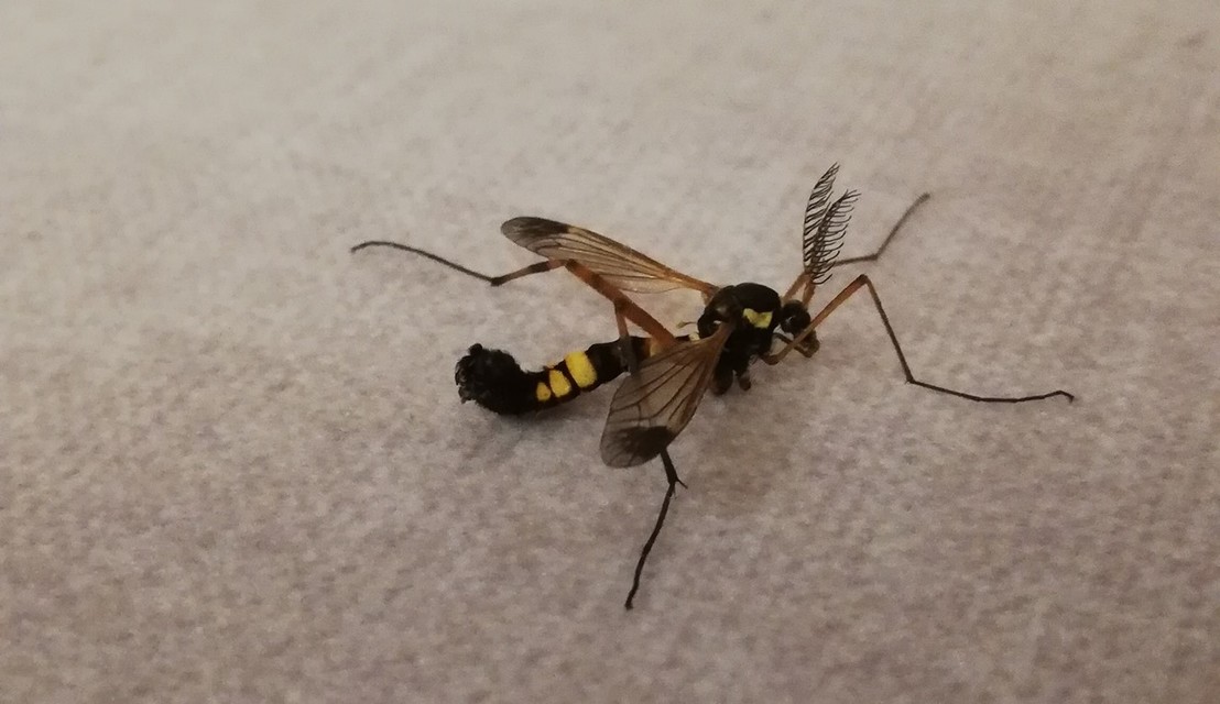 Ctenophora festiva