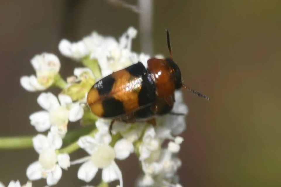 Coptocephala unifasciata - sárgalábú hullóbogár